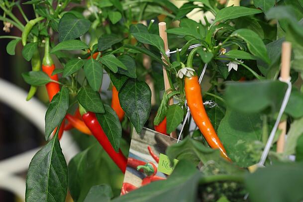 Selbst einige Chili-Sorten wachsen in unseren klimatischen Gefilden und sind balkongeeignet. Selbst einige Chili-Sorten wachsen in unseren klimatischen Gefilden und sind balkongeeignet.