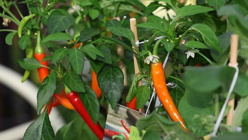 Selbst einige Chili-Sorten wachsen in unseren klimatischen Gefilden und sind balkongeeignet. Selbst einige Chili-Sorten wachsen in unseren klimatischen Gefilden und sind balkongeeignet.