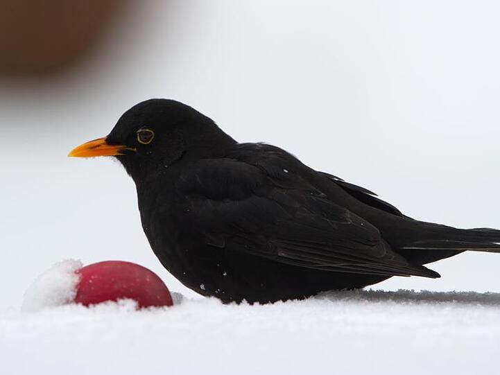 Eine Amsel sitzt in einem Garten am Rande von Berlin neben einem Apfel im Schnee. Foto: Tim Brakemeier/Archiv