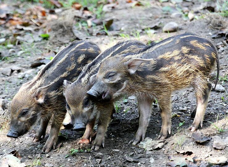 Zwei der kleinen Schweinchen tragen die bayerische Heimat im Namen: Ludwig II. und Leopold sind echte Münchner. Ihr Bruder...
