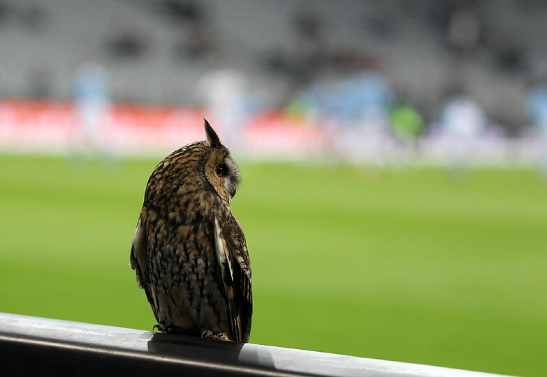 Eine Eule hatte sich am Montagabend zum Spiel des TSV 1860 und Kapitän Christopher Schindler in der Allianz Arena gegen den KSC verirrt.