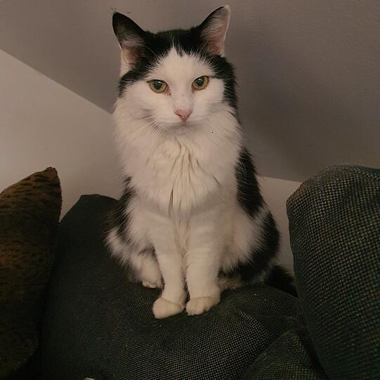 Cleo