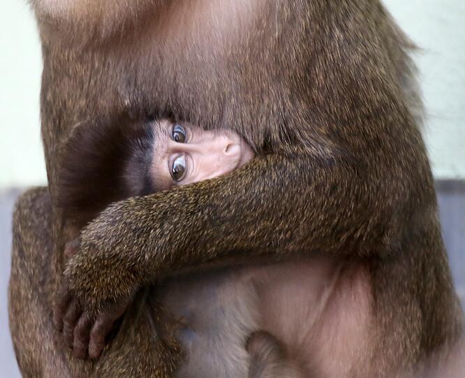Derzeit ein schönes Fotomotiv aus Hellabrunn: Drill-Mama und Drill-Baby.