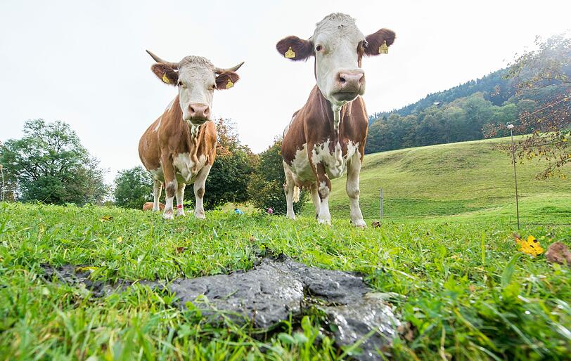 Arme Tiere: Der Tierquäler hat seit Juli 2014 mindestens acht Kühe geschändet. Foto: dpa