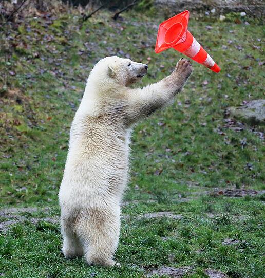 Die schönsten Bilder vom ersten Geburtstag der Münchner Eisbären-Zwillinge Nela und Noby mit ihrer Mutter Giovanna.