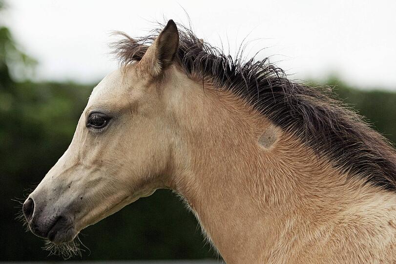 Ein Pferd mit einem Mikrochip unter der Haut.