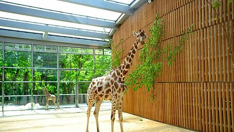 Giraffendame Kabonga und der kleine Naledi in ihrem neuen Zuhause.
