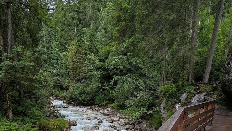 So schaut der Weg durch den Zauberwald aus - aufgenommen Anfang Juli. So schaut der Weg durch den Zauberwald aus - aufgenommen Anfang Juli.
