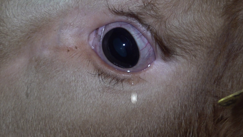 Eine Träne rollt aus dem Auge eines Kalbs, das auf einem Schlachthof in Selm ohne Betäubung getötet wird. Eine Träne rollt aus dem Auge eines Kalbs, das auf einem Schlachthof in Selm ohne Betäubung getötet wird.
