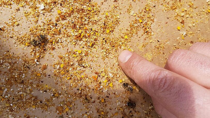 Der Bienenstock von Imker Hohenender ist mittlerweile beinahe frei von Milben, wie Experten an diesen Krümeln erkennen können.