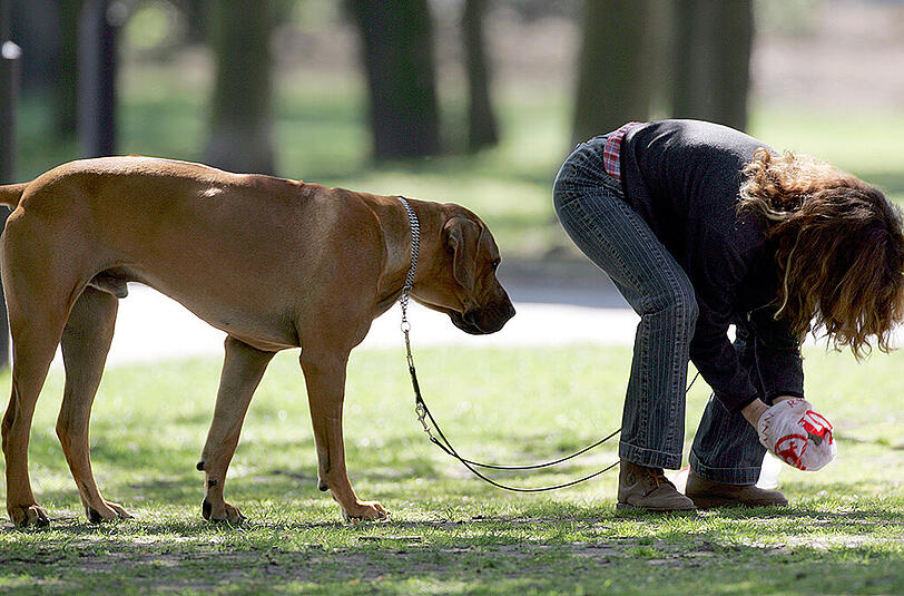 Nicht jeder Hundehalter ist so verantwortungsbewusst wie diese Frau, die das "Geschäft" ihres Lieblings mit einer Tüte aufsammelt.