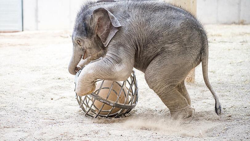 Das Elefantenbaby Otto ist mittlerweile einen Monat alt und spielt gerne mit seinem Ball.