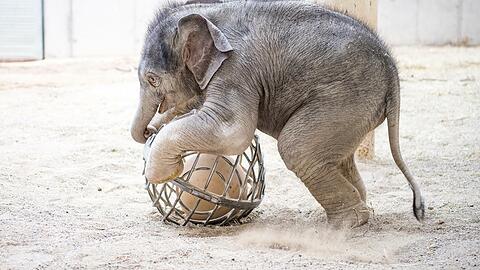 Das Elefantenbaby Otto ist mittlerweile einen Monat alt und spielt gerne mit seinem Ball.
