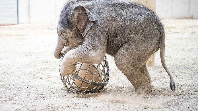 Das Elefantenbaby Otto ist mittlerweile einen Monat alt und spielt gerne mit seinem Ball.