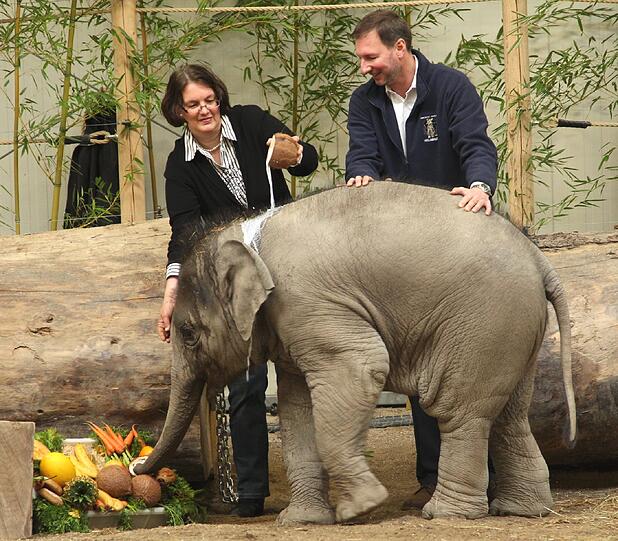 Der sieben Monate Elefantenbulle aus dem Münchner Tierpark Hellabrunn ist am Freitag auf den Namen Ludwig getauft worden. Die süßen Fotos.