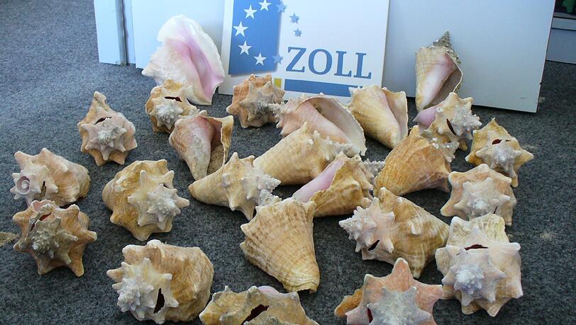 Karibik dahoam: 24 Gehäuse der geschützten Fechterschnecke beschlagnahmen Zöllner am Montag bei einem Reisenden. Karibik dahoam: 24 Gehäuse der geschützten Fechterschnecke beschlagnahmen Zöllner am Montag bei einem Reisenden.