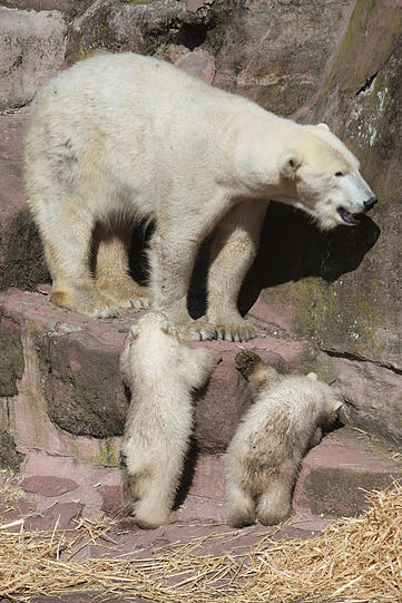 Unsere Eisbärchen Aleut und Gregor mit Mama Vera bei ihrem ersten Ausflug im Freigehege.