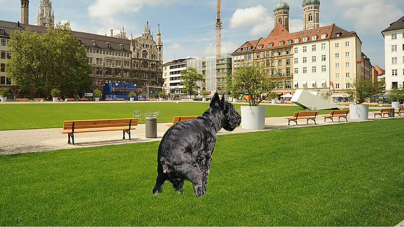 Künftig sollen Hunde ihr Geschäft auf einer 50 Quadratmeter großen Wiese im Marienhof verrichten.