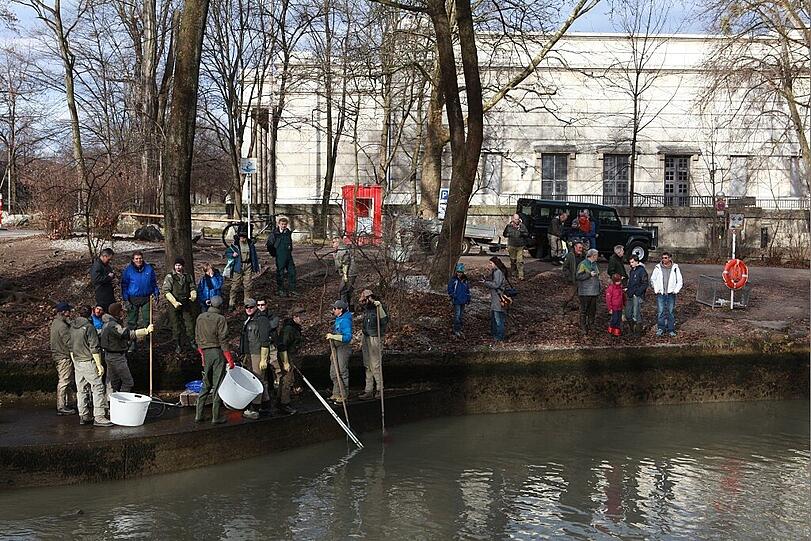 ... mit ihren Keschern neben dem Haus der Kunst versucht, möglichst viele junge Fische zu retten. Darunter waren Äschen, 80 Nasen, zwei Huchen, Barben und Aitel.