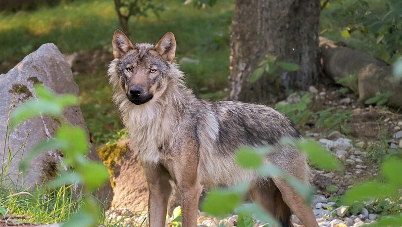 Seit dem Frühjahr leben drei junge Wölfe in Hellabrunn. Gemeinsam wollten sie hier nicht aufs Foto.
