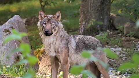 Seit dem Frühjahr leben drei junge Wölfe in Hellabrunn. Gemeinsam wollten sie hier nicht aufs Foto.