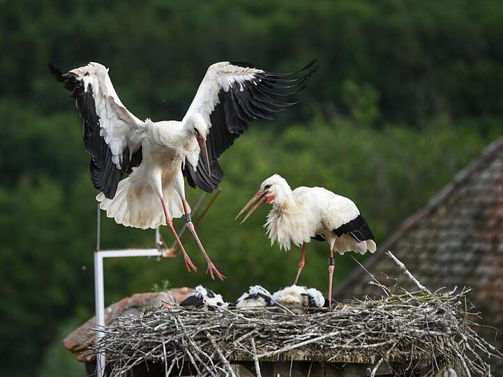 Ein Storch landet auf seinem Horst, in dem sein Nachwuchs liegt. Foto: Felix Kästle/dpa/Symbolbild