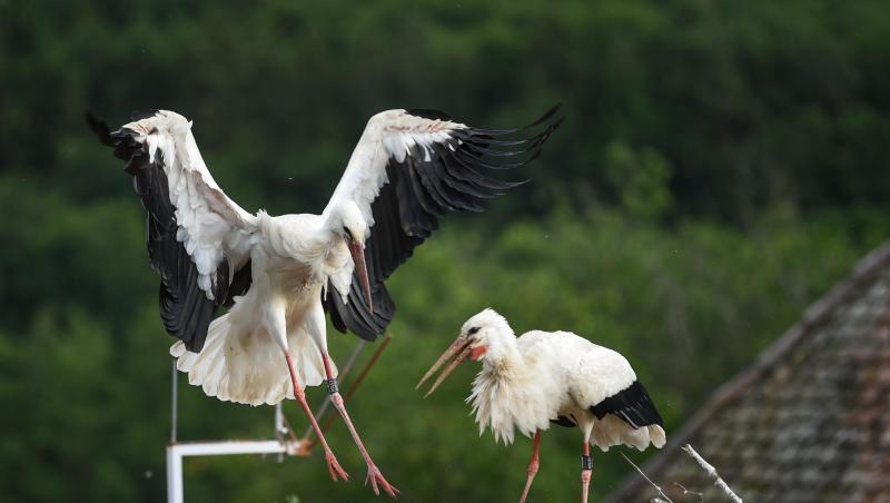 Ein Storch landet auf seinem Horst, in dem sein Nachwuchs liegt. Foto: Felix Kästle/dpa/Symbolbild Ein Storch landet auf seinem Horst, in dem sein Nachwuchs liegt. Foto: Felix Kästle/dpa/Symbolbild