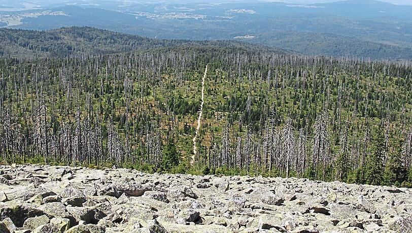 Sogenannte Kahlstellen im Bayerischen Wald – durch den Borkenkäfer sterben reihenweise Bäume ab.