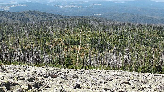 Sogenannte Kahlstellen im Bayerischen Wald – durch den Borkenkäfer sterben reihenweise Bäume ab.