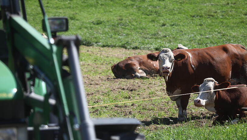 Kühe auf einer Weide in Marktschellenberg (Landkreis Berchtesgadener Land).Foto: Kilian Pfeiffer Kühe auf einer Weide in Marktschellenberg (Landkreis Berchtesgadener Land).Foto: Kilian Pfeiffer