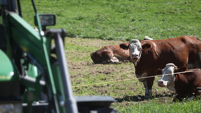 Kühe auf einer Weide in Marktschellenberg (Landkreis Berchtesgadener Land).Foto: Kilian Pfeiffer