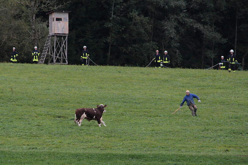 Kurios: Da der Stier noch keinen Namen hatte und der am Einsatz beteiligte Kreibrandmeister Geburtstag hatte, wurde das Tier nach seiner Rückkehr auf den Namen des Geburtstagskindes "Michael" getauft.