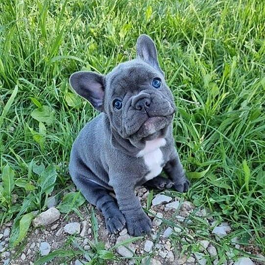 Balu