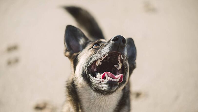 Zu den schweren neurologischen Symptomen bei den Hunden gehören plötzliche Panikattacken, unkontrollierte Bewegungen, Jaulen und seltener im späteren Verlauf epileptische Anfälle. (Symbolbild)