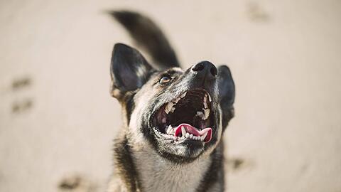 Zu den schweren neurologischen Symptomen bei den Hunden gehören plötzliche Panikattacken, unkontrollierte Bewegungen, Jaulen und seltener im späteren Verlauf epileptische Anfälle. (Symbolbild)