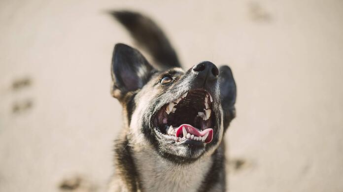 Zu den schweren neurologischen Symptomen bei den Hunden gehören plötzliche Panikattacken, unkontrollierte Bewegungen, Jaulen und seltener im späteren Verlauf epileptische Anfälle. (Symbolbild)