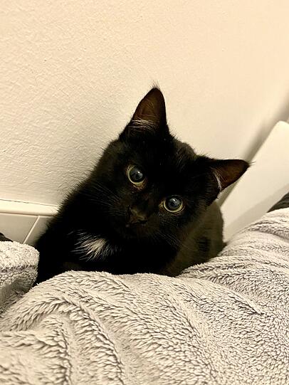 Bastet