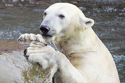 Arme Vilma! Die Eisbärendame wird am Aschermittwoch in den Zoo nach Rostock abgeschoben. Denn unsere süße Flocke benötigt ihr eigenes Gehege.