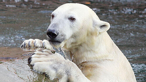 Arme Vilma! Die Eisbärendame wird am Aschermittwoch in den Zoo nach Rostock abgeschoben. Denn unsere süße Flocke benötigt ihr eigenes Gehege. Arme Vilma! Die Eisbärendame wird am Aschermittwoch in den Zoo nach Rostock abgeschoben. Denn unsere süße Flocke benötigt ihr eigenes Gehege.