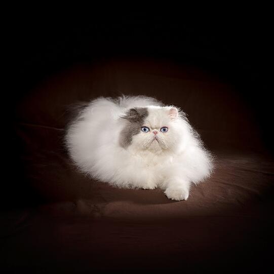 Sie ist eine der am leichtesten erkennbaren Katzen: die Perserkatze. Bei ihrem schimmernden Fell, dem runden Gesicht und den großen Augen ist es kein Wunder, dass sie als Schmusekatze gilt. Vertreter dieser Rasse finden sich seit mehr als einem Jahrhundert auf Pralinenschachteln und Glückwunschkarten. Allgemein gilt die Perserkatze als Inbegriff der Rassekatze.