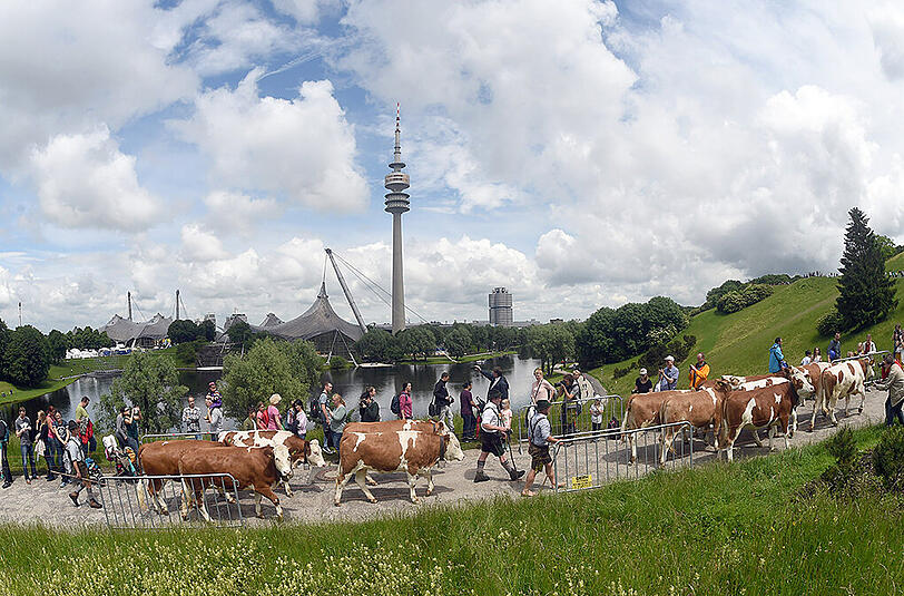Almauftrieb am Olympiaberg: 15 Kühe marschierten auf die Wiese, im Tal gab's Musik und Käse.