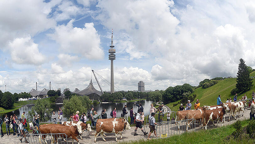 Almauftrieb am Olympiaberg: 15 Kühe marschierten auf die Wiese, im Tal gab's Musik und Käse. Almauftrieb am Olympiaberg: 15 Kühe marschierten auf die Wiese, im Tal gab's Musik und Käse.