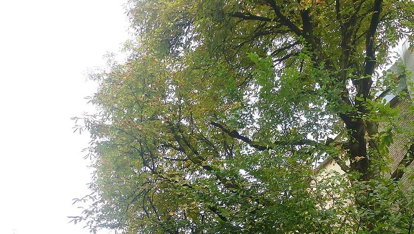 Anwohner retten den Kastanienbaum an der Klenzestraße Anwohner retten den Kastanienbaum an der Klenzestraße