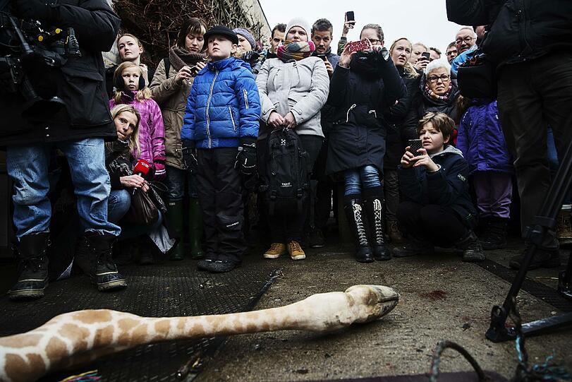 Weltweite Entrüstung: Im Zoo in Kopenhagen wurde eine gesunde Giraffe getötet und dann an die Löwen verfüttert. Die Bilder.