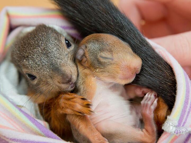 Zwei junge Eichhörnchen liegen in einer Auffangstation in einem Tuch.