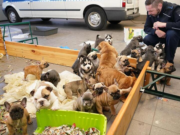 Ein Polizeibeamter kniet in einer Garage neben 37 beschlagnahmten Hundewelpen verschiedenster Rassen. Foto: Bundespolizei Waidhaus