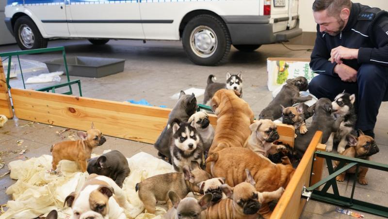 Ein Polizeibeamter kniet in einer Garage neben 37 beschlagnahmten Hundewelpen verschiedenster Rassen. Foto: Bundespolizei Waidhaus Ein Polizeibeamter kniet in einer Garage neben 37 beschlagnahmten Hundewelpen verschiedenster Rassen. Foto: Bundespolizei Waidhaus