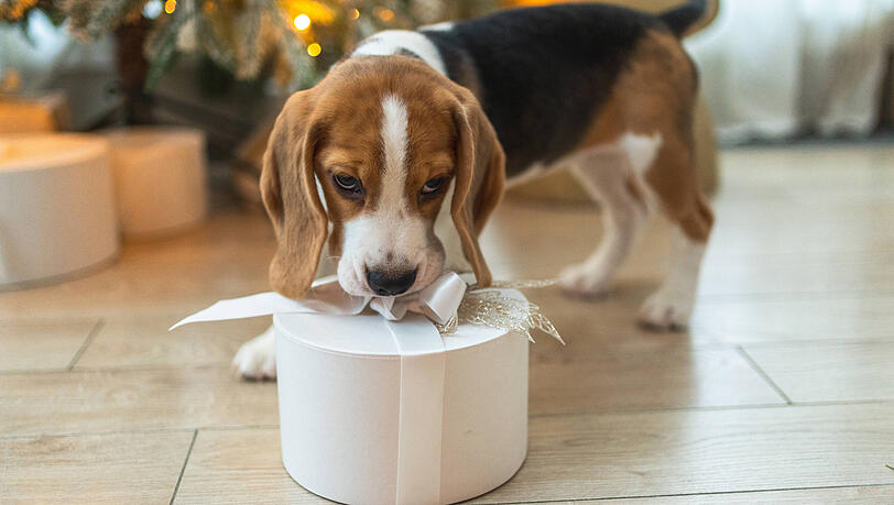 Ein Beagle mit Geschenk-Box spielt in der N&auml;he vom Weihnachtsbaum.