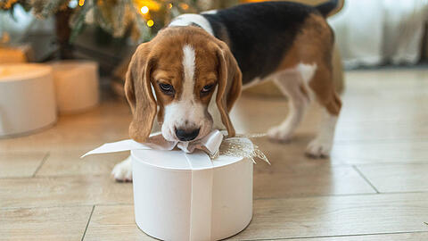 Ein Beagle mit Geschenk-Box spielt in der Nähe vom Weihnachtsbaum.