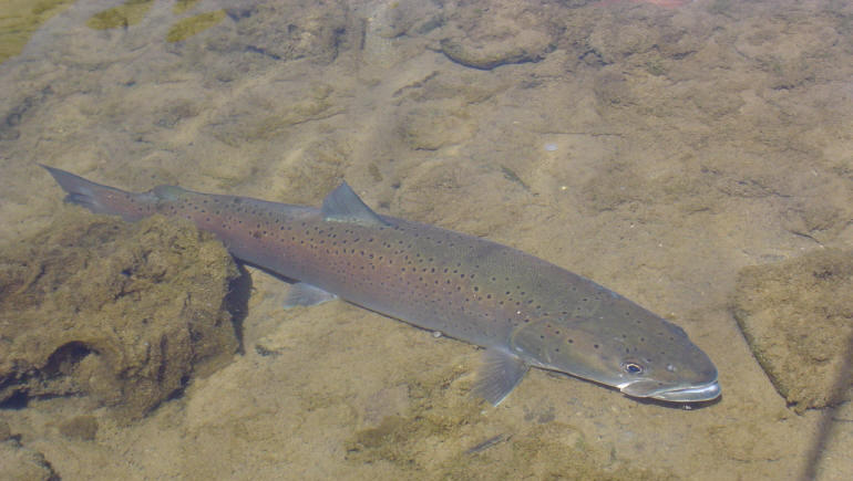 Huchen, wie hier im Bild, und Äschen wurden in die Isar bei Ismaning eingesetzt. Huchen, wie hier im Bild, und Äschen wurden in die Isar bei Ismaning eingesetzt.